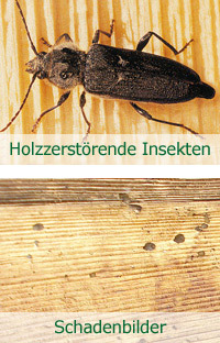 GROWE verhindert Insekten